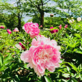 Experience the Best of Fairfax County, VA Through its Vibrant Events