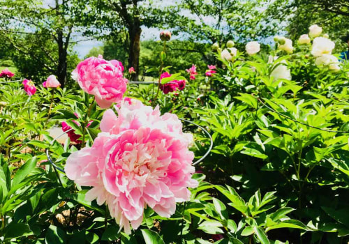 Experience the Best of Fairfax County, VA Through its Vibrant Events
